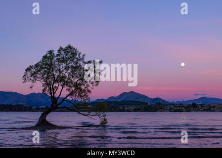 Wanaka tree in Lake Wanaka at sunset time with full moon and colorful sky, South Island, New Zealand Stock Photo