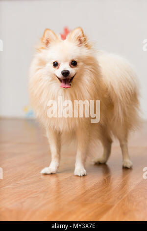 Dog breeds German Spitz beige color stands on the floor Stock Photo