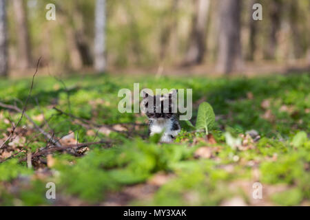Little kitten tortoiseshell color in the park sits in the grass Stock Photo