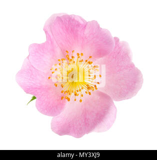 Dog rose (Rosa canina) flowers isolated on white background Stock Photo
