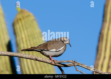 White-winged Dove (zenaida asiatica) perched on a branch in Arizona's Sonoran desert during springtime. Saguaro cactus is in the background. Stock Photo