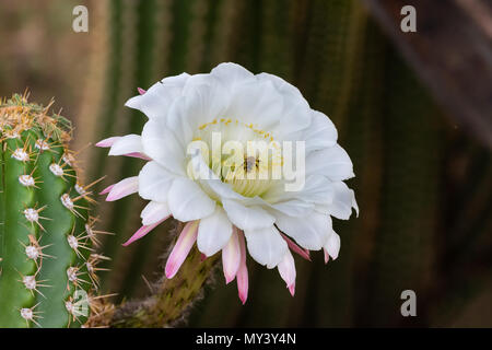 Bee on gathering pollen on a Gigantic white blossom of Argentine Giant cactus (echinopsis candicans), native to South America. Stock Photo