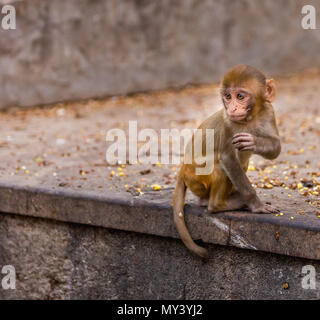 cute baby monkey in Jaipur Stock Photo