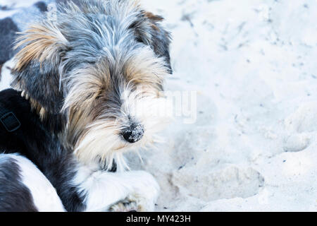 Biewer Terrier puppy sleeping on a beach Stock Photo