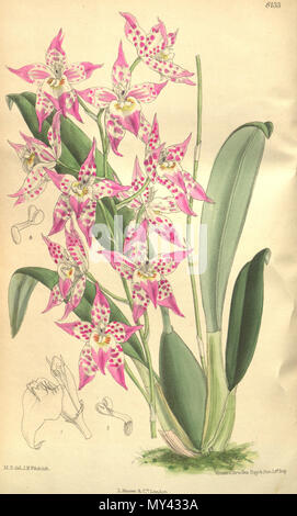 578 × Odontioda heatonensis (Odontoglossum cirrhosum × Cochlioda sanguinea = Odontoglossum sanguineum) - Curtis' 133 (Ser. 4 no. 3) pl. 8133 (1907) Stock Photo