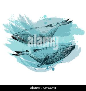 Hand drawn sketch style whales isolated on white background. Vector illustration. Stock Vector