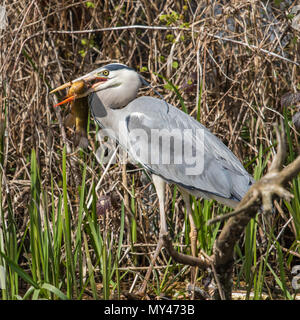 A hungry grey heron holding a bloody fish in it's bill after catching it in a canal Stock Photo