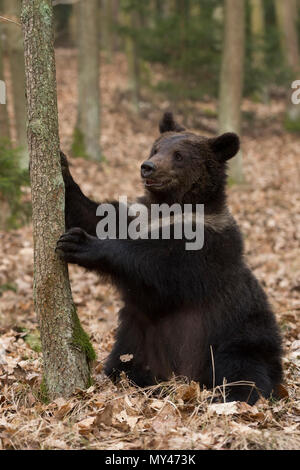 European Brown Bear / Braunbaer ( Ursus arctos ), playful adolescent, sitting on its back in dry leaves, holding a tree, looks cute and funny, Europe. Stock Photo