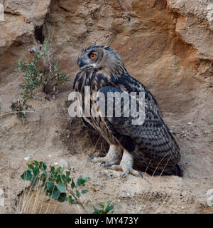 Eurasian Eagle Owl / Europaeischer Uhu ( Bubo bubo ), perched in the slope of a sand pit, late in the evening, nice intensive colours, wildlife, Europ Stock Photo