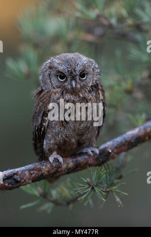 Scops Owl / Zwergohreule ( Otus scops ), perched on a branch of a pine tree, looks discontented, droll funny little bird, Europe. Stock Photo