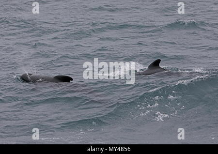 Long-finned Pilot Whale (Globicephala melas melas) two adults surfacing  Bay of Biscay, Atlantic Ocean                     May Stock Photo