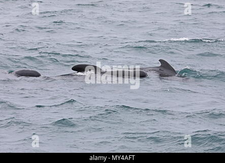 Long-finned Pilot Whale (Globicephala melas melas) pod surfacing  Bay of Biscay, Atlantic Ocean                     May Stock Photo
