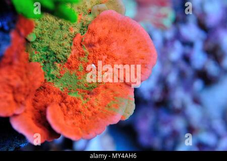rainbow montipora plating coral closeup Stock Photo