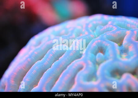 Wild Rainbow Brain coral shines with it's iridescent colors. Stock Photo