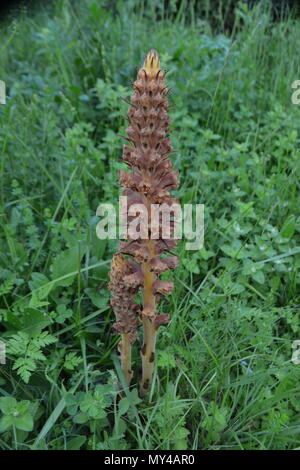 Orobanche elatior is a parasitic plant which uses other plants as hosts. It grows to a height between 50cm - 70cm with a large inflorescence. Stock Photo