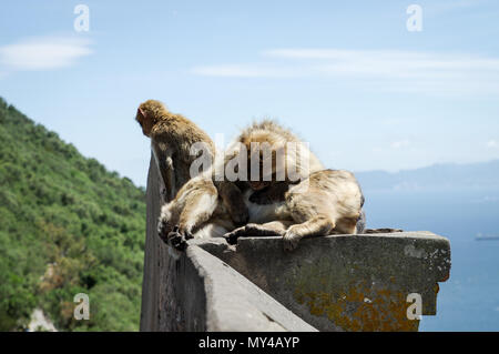 Famous Barbary monkeys sitting on top of a all on the Rock of Gibraltar Stock Photo