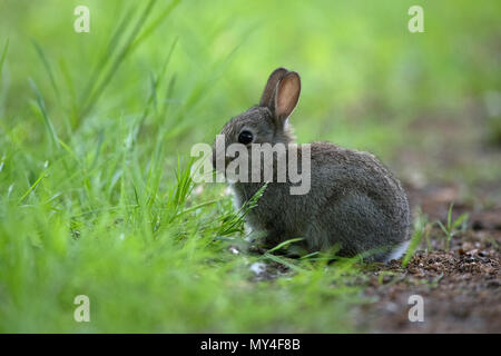 Baby Rabbit- Oryctolagus Cuniculus. Stock Photo