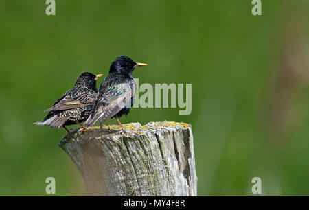 A pair of Common Adult Starlings (Sturnus vulgaris). Stock Photo