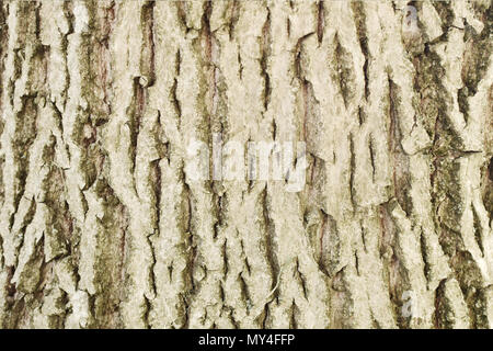 Background texture of tree bark walnut Stock Photo