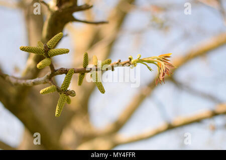 Flowering of walnuts on the branch of tree in the spring Stock Photo