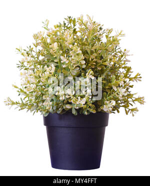 Home plastic plant in pot - isolated on white background Stock Photo