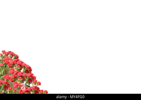 Red rose flowers corner isolated on white background Stock Photo - Alamy
