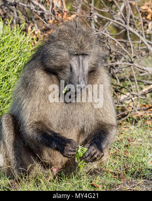 A male Chacma Baboon foraging in Southern Africa Stock Photo