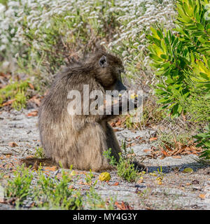 A male Chacma Baboon foraging in Southern Africa Stock Photo