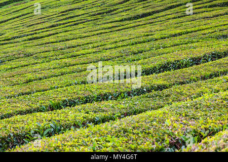 Pattern of tea plantation on Sao Miguel island, Azores, Portugal. Azores is home to the only such plantation in Europe. Amazing landscape of outstandi Stock Photo