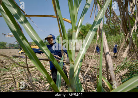 A contract worker harvesting sugarcane in Central Java, Indonesia. Stock Photo