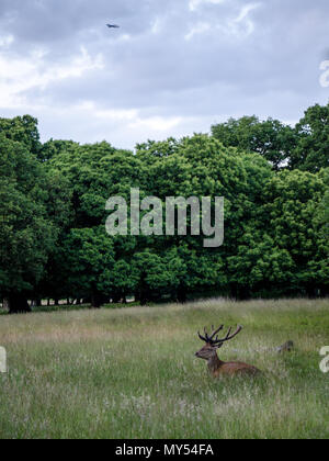 Deer resting half hidden in grassland in London's Richmond Park.