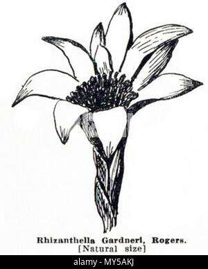 . Rhizanthella gardneri, Image from Gutenberg version of Emily Pelloe: 'West Australian Orchids', page 66 . 1930. Emily H. Pelloe 415 Pelloe - West Australian Orchids p66 Stock Photo