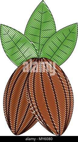 cocoa beans leaves fruit image vector illustration drawing Stock Vector