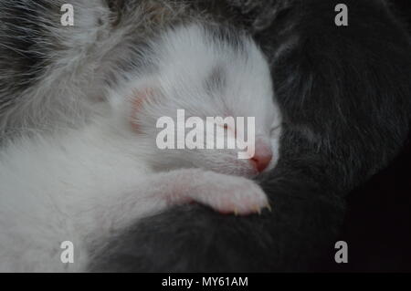 Tiny, white, 1 week old kitten sleeping Stock Photo