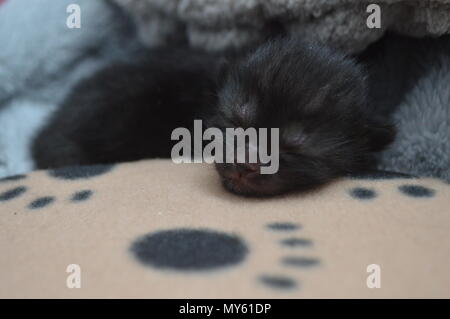 Sleeping black 1 week old kitten Stock Photo