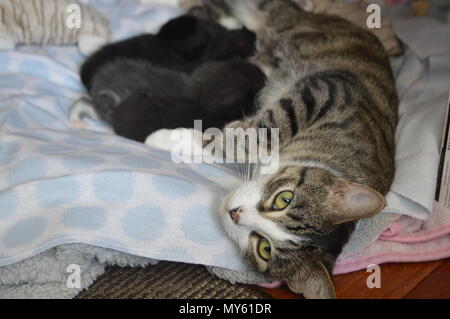 Mother cat nursing kittens Stock Photo