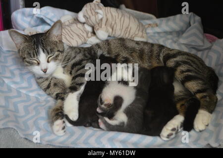 Mother cat nursing kittens Stock Photo