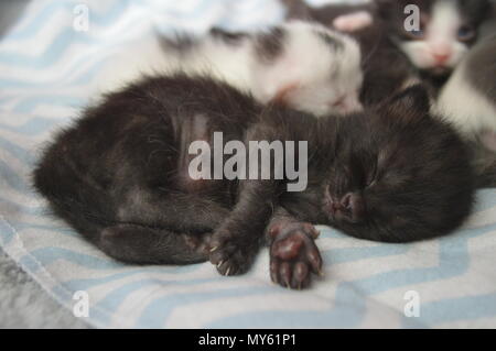 Sleeping black 3 week old kitten Stock Photo