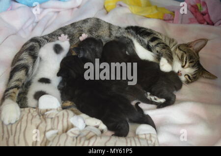 Mother cat nursing kittens Stock Photo