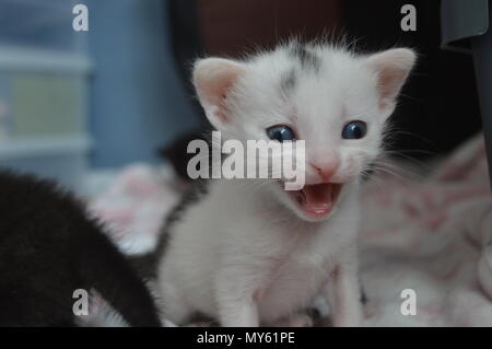 white and black 3 week old kitten mouth open Stock Photo