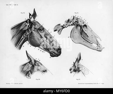 . Animal anatomical engraving from Handbuch der Anatomie der Tiere für Künstler' - Hermann Dittrich, illustrator. 1889 and 1911-1925. Wilhelm Ellenberger and Hermann Baum 246 Horse anatomy head