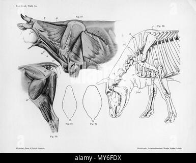 . Animal anatomical engraving from Handbuch der Anatomie der Tiere für Künstler - Hermann Dittrich, illustrator. 1889 and 1911-1925. Wilhelm Ellenberger and Hermann Baum 126 Cow anatomy musculature