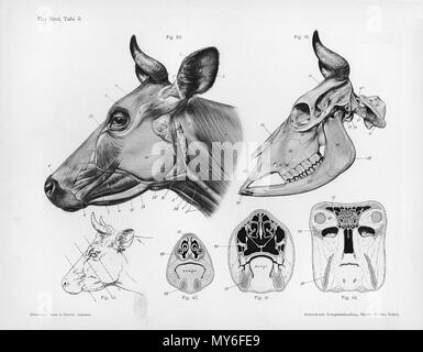. Animal anatomical engraving from Handbuch der Anatomie der Tiere für Künstler - Hermann Dittrich, illustrator. 1889 and 1911-1925. Wilhelm Ellenberger and Hermann Baum 126 Cow anatomy