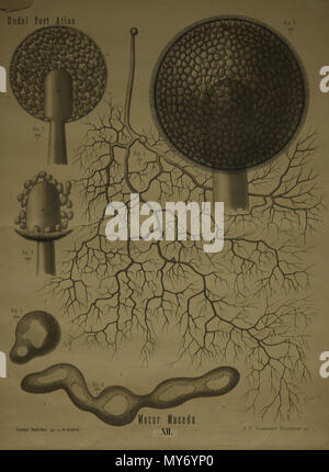 . Français : Planche d'illustration de l'Atlas de Botanique d'Arnold Dodel-Port de l'espèce Mucor mucedo . 17 April 2014, 08:23:30. Carolina et Arnold Dodel-Port 142 Dodel-Port Atlas Mucor mucedo XII Stock Photo