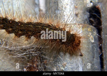 https://l450v.alamy.com/450v/my70k4/white-cedar-moth-caterpillar-leptocneria-reducta-my70k4.jpg