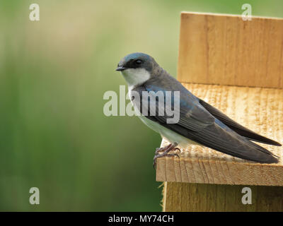 Tree swallow (Tachycineta bicolor) sitting on a nesting box in Julia Butler Hansen National Wildlife Refuge Stock Photo