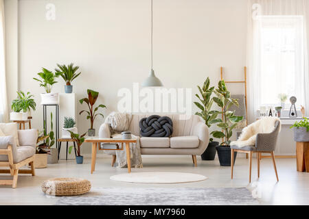 Real photo of a botanic living room interior full of plants with a grey couch standing behind a wooden table and under a lamp, with two chairs on the  Stock Photo