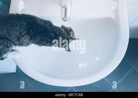 top view of cat standing on sink drinking water from tap Stock Photo