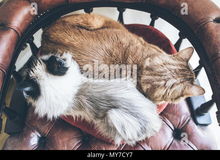 directly above shot of two domestic cats side by side resting on red armchair Stock Photo