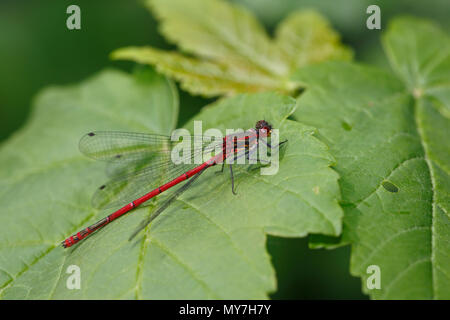 Large red damselfly (Pyrrhosoma nymphula), male sitting on leaf, Schleswig-Holstein, Germany Stock Photo